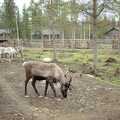 A reindeer nibbles at something, A Trip to Rovaniemi and the Arctic Circle, Lapland, Finland - 28th November 1999