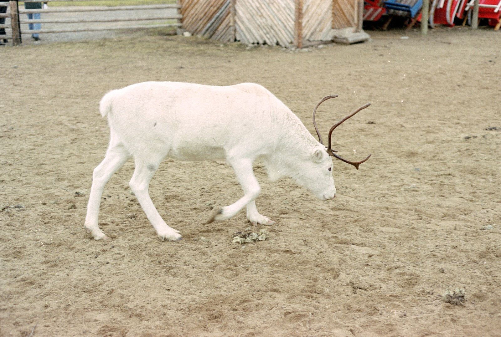 An Albino reindeer from A Trip to Rovaniemi and the Arctic Circle, Lapland, Finland - 28th November 1999