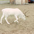 An Albino reindeer, A Trip to Rovaniemi and the Arctic Circle, Lapland, Finland - 28th November 1999