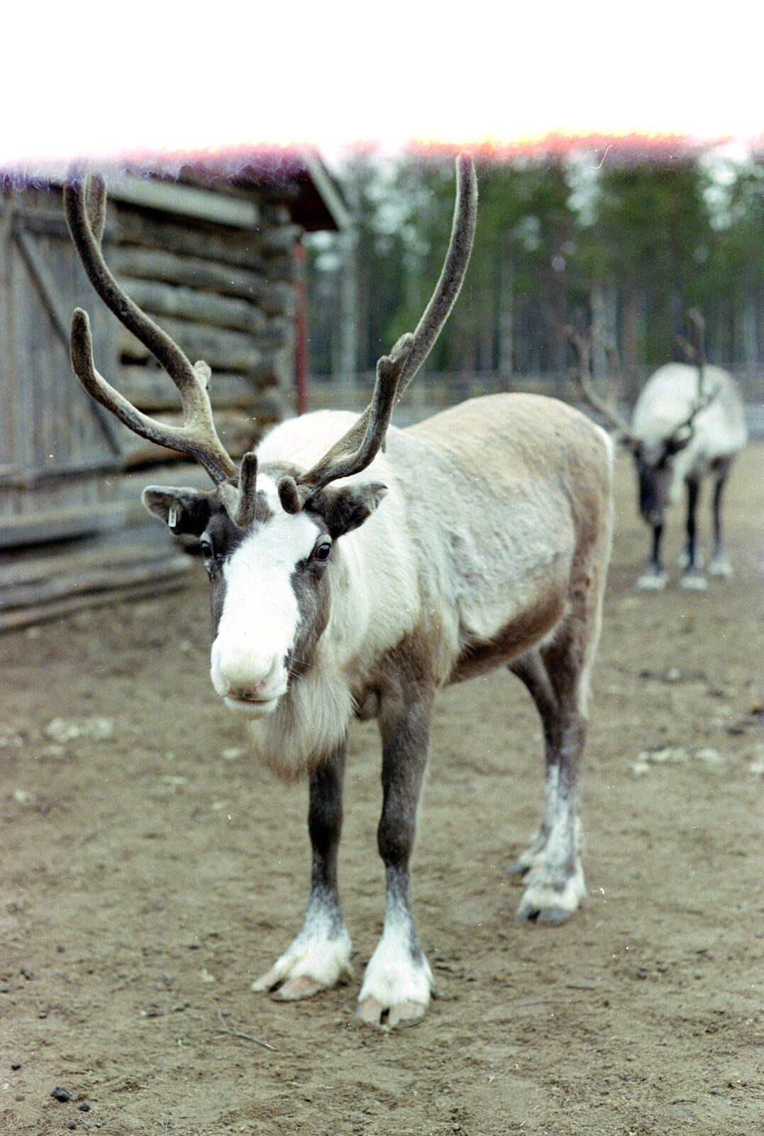 A reindeer with massive antlers from A Trip to Rovaniemi and the Arctic Circle, Lapland, Finland - 28th November 1999