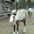 A reindeer with massive antlers, A Trip to Rovaniemi and the Arctic Circle, Lapland, Finland - 28th November 1999