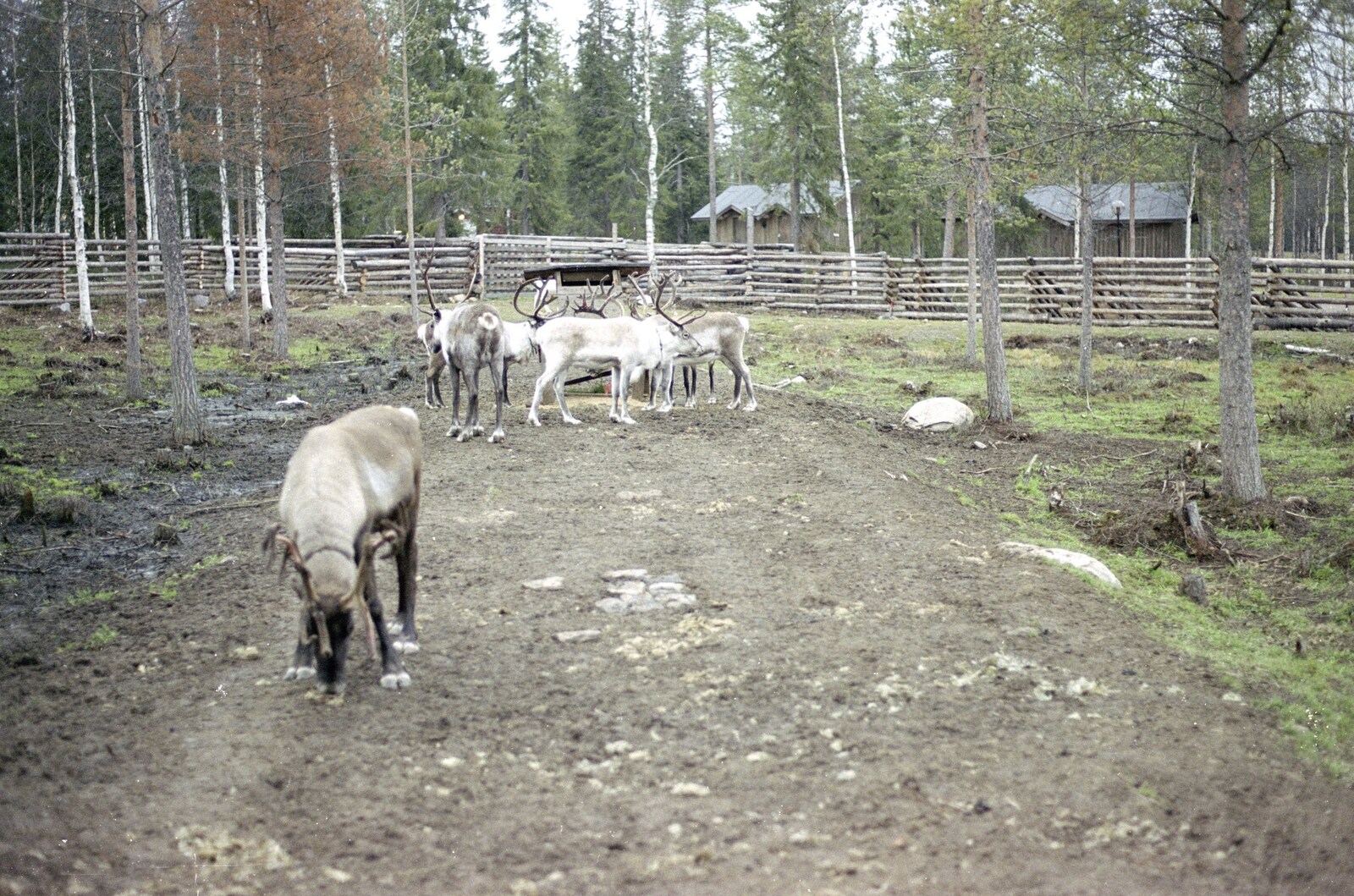 A reindeer paddock from A Trip to Rovaniemi and the Arctic Circle, Lapland, Finland - 28th November 1999