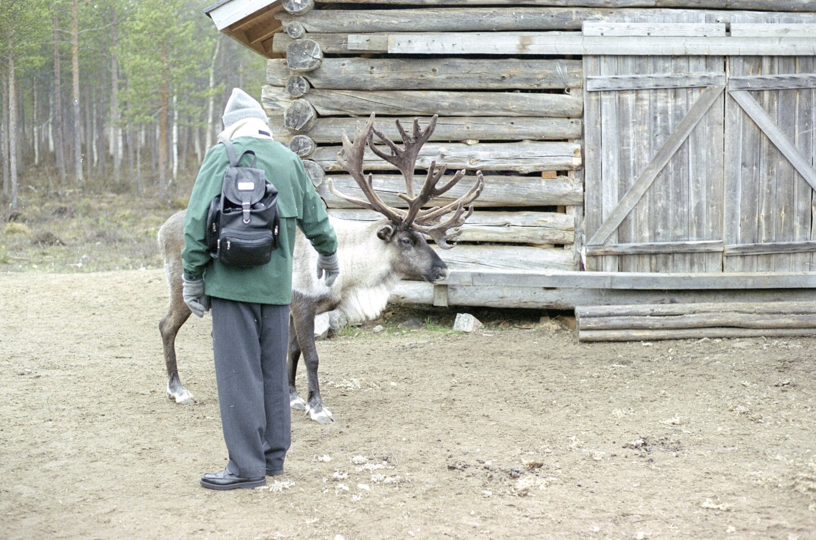 Dad interacts with a reindeer from A Trip to Rovaniemi and the Arctic Circle, Lapland, Finland - 28th November 1999