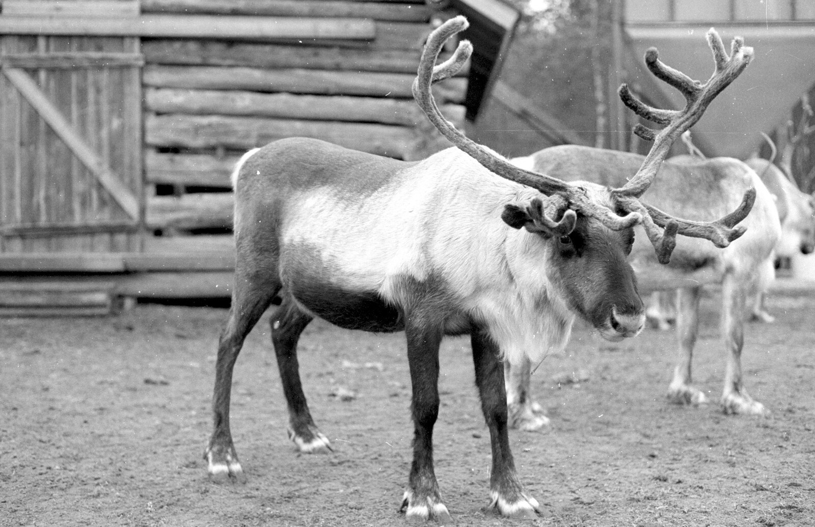 Lappish reindeer from A Trip to Rovaniemi and the Arctic Circle, Lapland, Finland - 28th November 1999