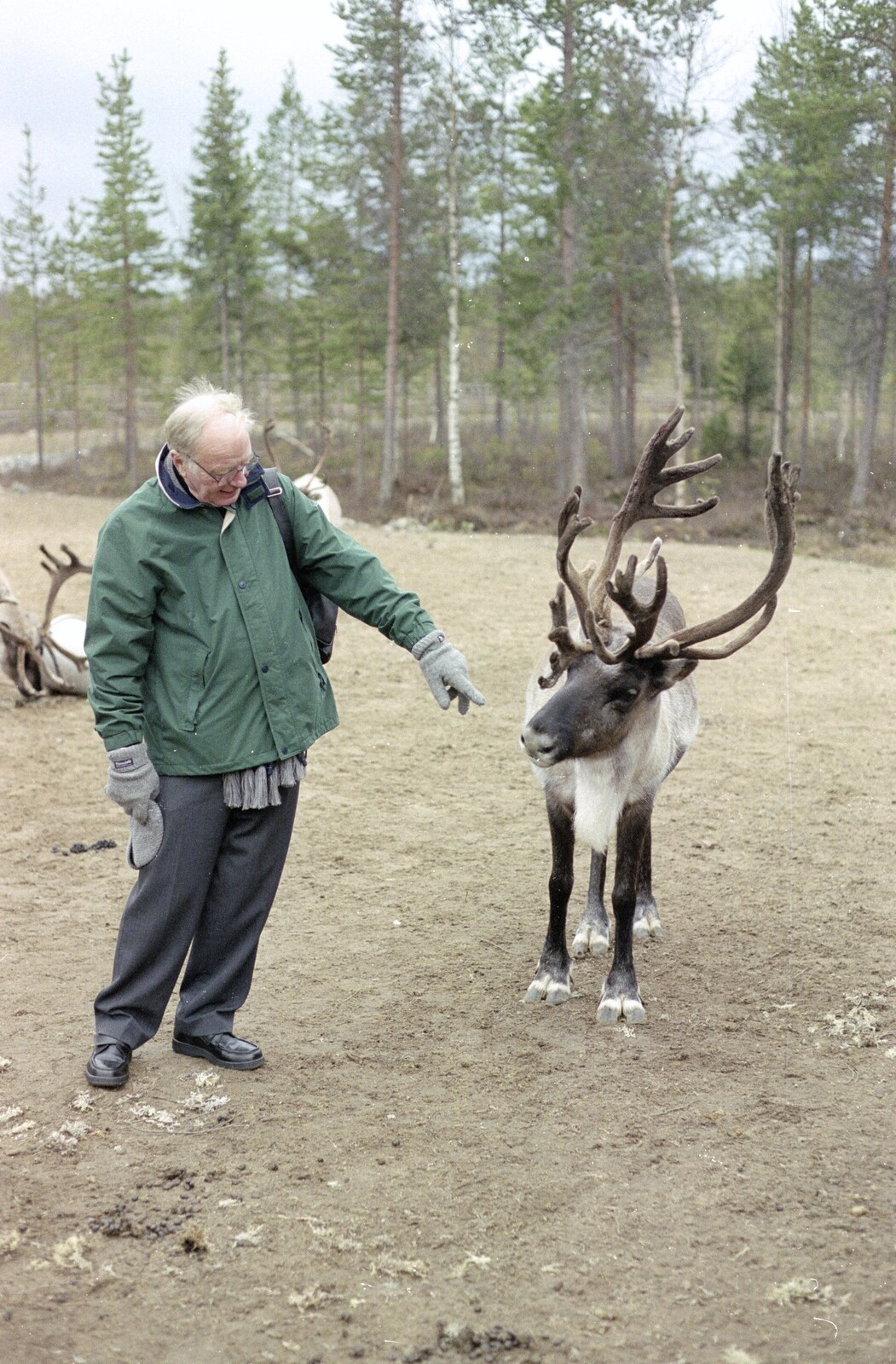 The Old Man points at a reindeer from A Trip to Rovaniemi and the Arctic Circle, Lapland, Finland - 28th November 1999
