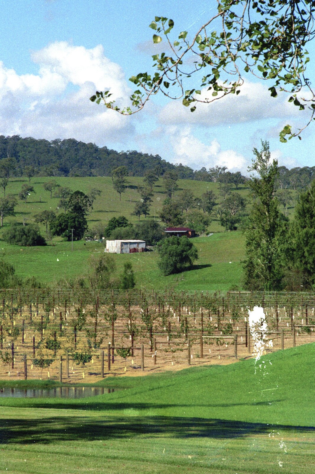 The vines of Wyndham Estate from A Trip to the Zoo, Sydney, Australia - 7th April 2000