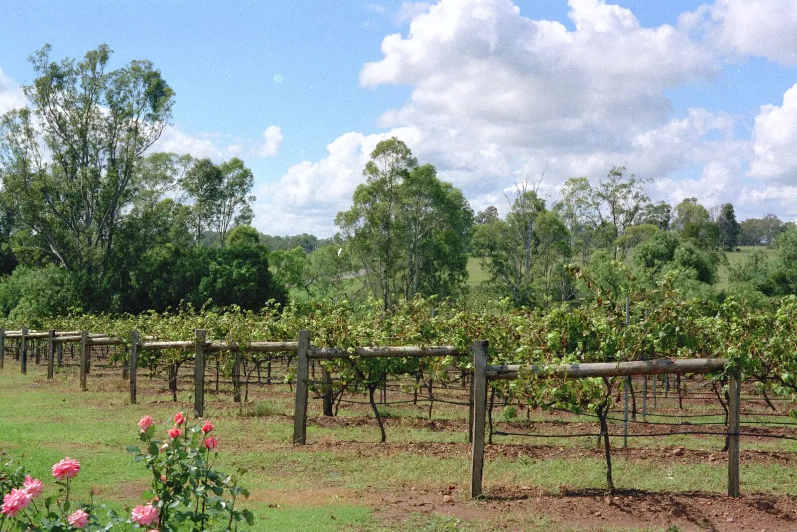 More Wyndham vines, from A Trip to the Zoo, Sydney, Australia - 7th April 2000