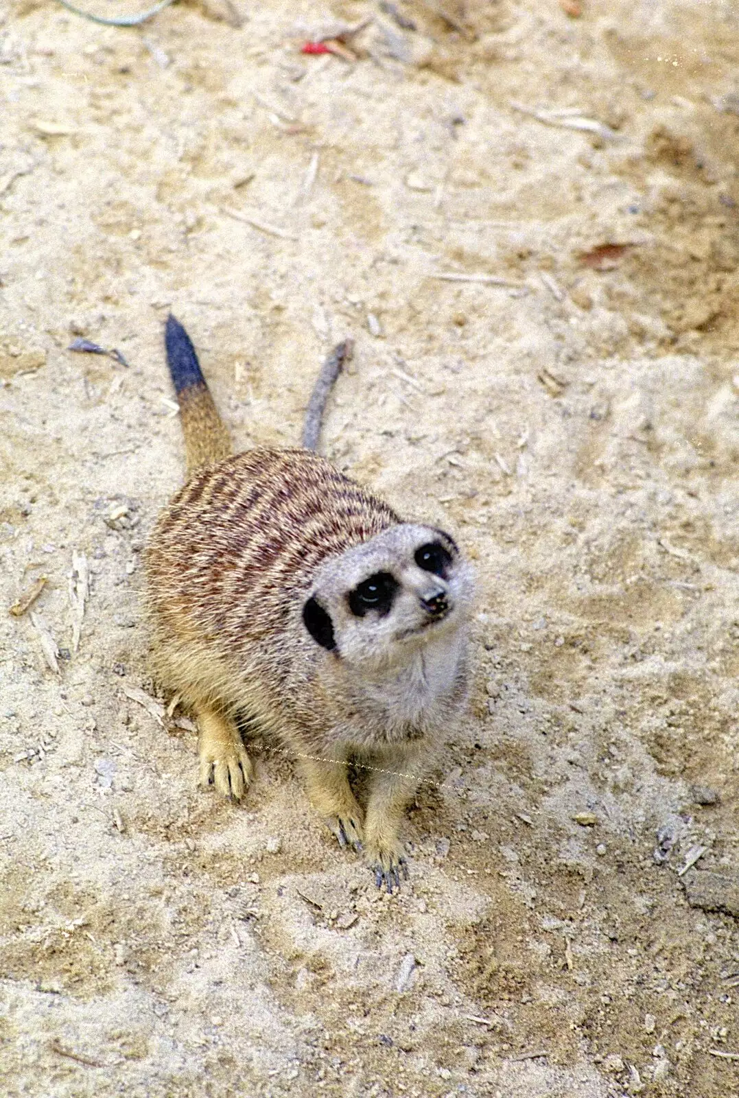 A meerkat looks up, from A Trip to the Zoo, Sydney, Australia - 7th April 2000