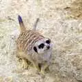 A meerkat looks up, A Trip to the Zoo, Sydney, Australia - 7th April 2000