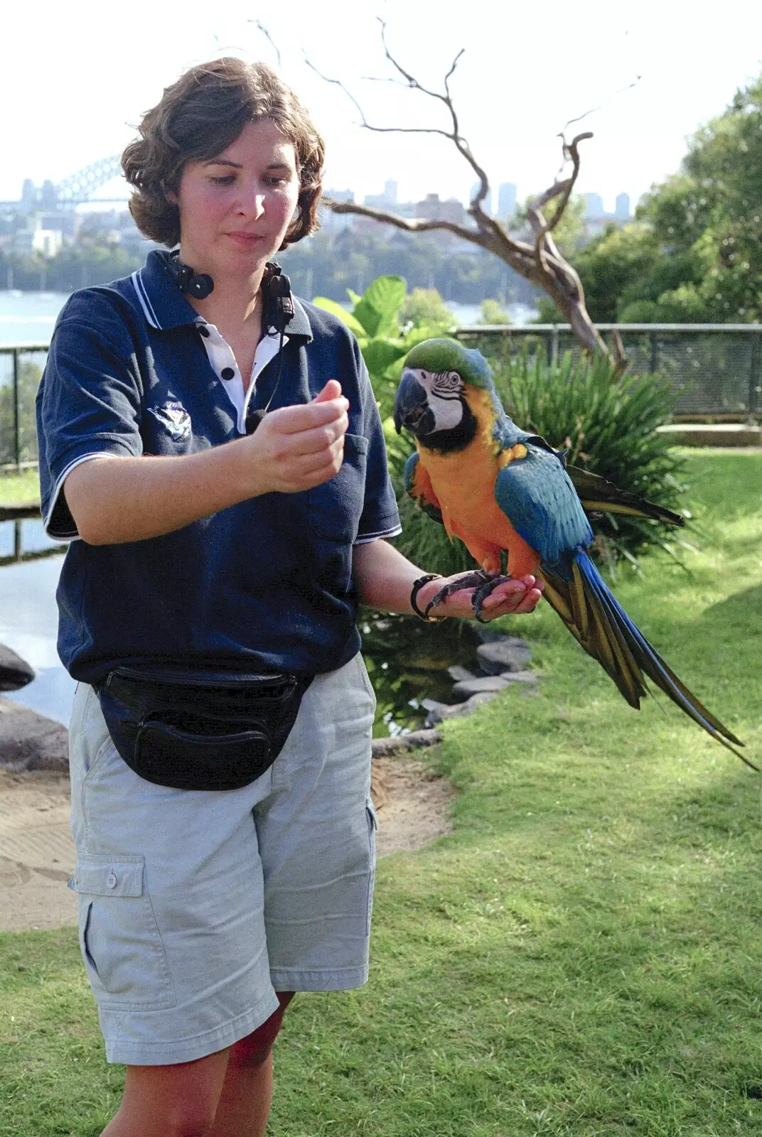 A blue Macaw, from A Trip to the Zoo, Sydney, Australia - 7th April 2000