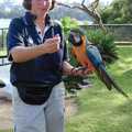 A blue Macaw, A Trip to the Zoo, Sydney, Australia - 7th April 2000