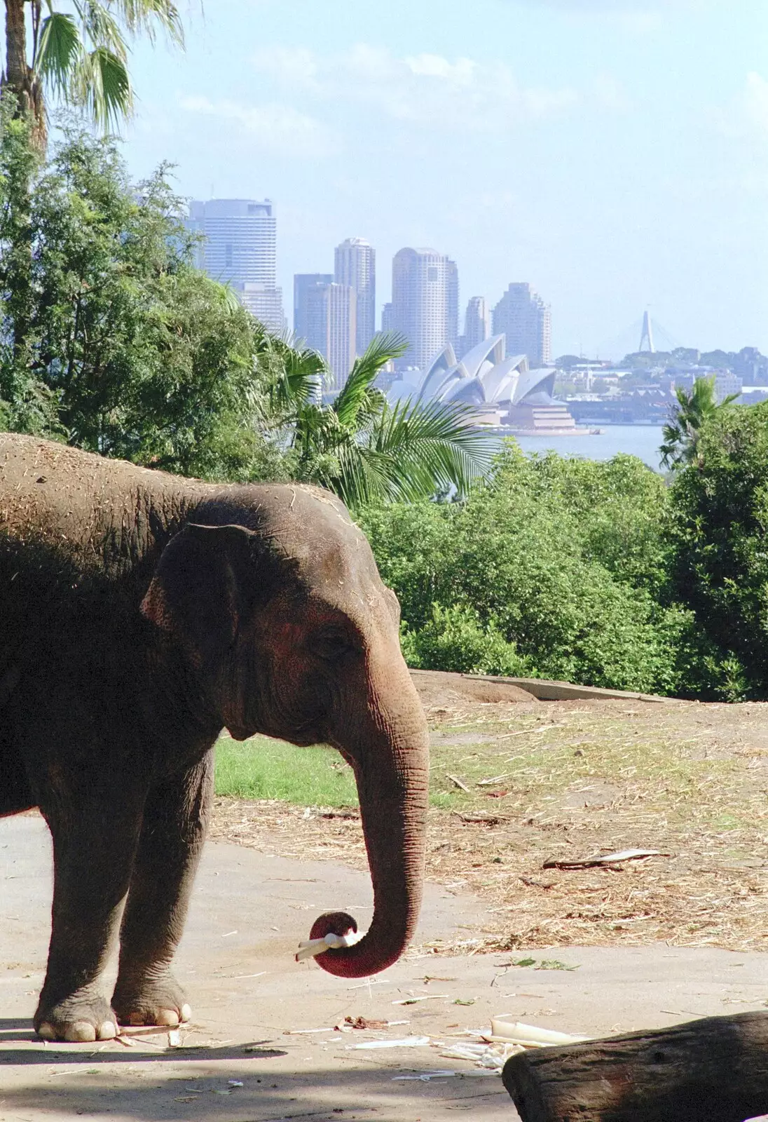 An elephant, from A Trip to the Zoo, Sydney, Australia - 7th April 2000