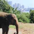 An elephant, A Trip to the Zoo, Sydney, Australia - 7th April 2000