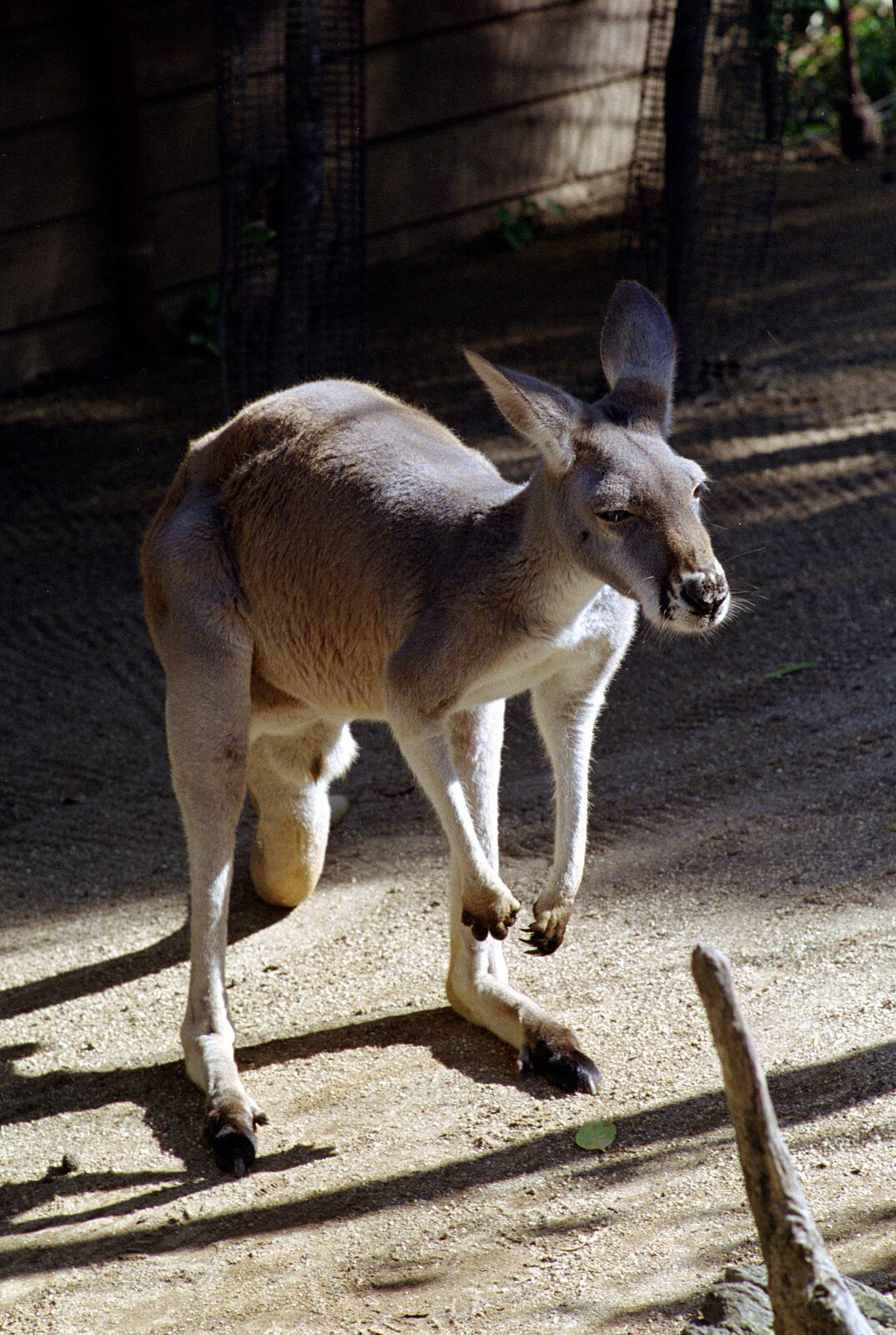 A kangaroo sits around from A Trip to the Zoo, Sydney, Australia - 7th April 2000