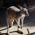 A kangaroo sits around, A Trip to the Zoo, Sydney, Australia - 7th April 2000