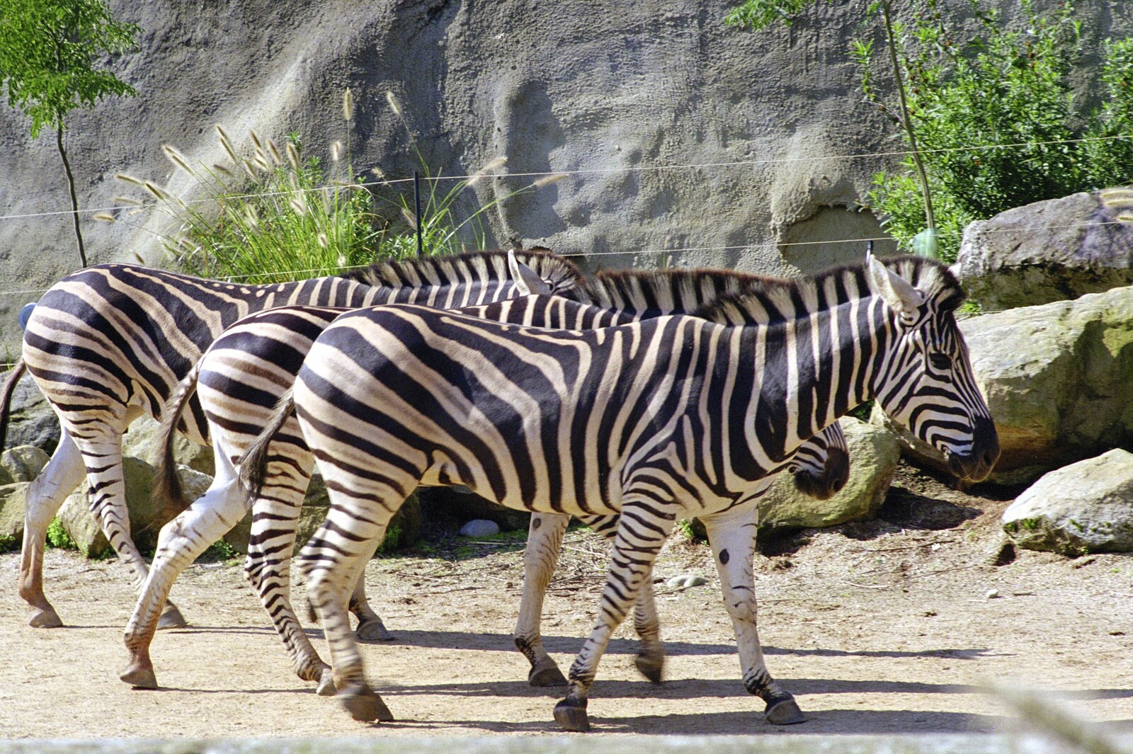 Stripey zebra from A Trip to the Zoo, Sydney, Australia - 7th April 2000