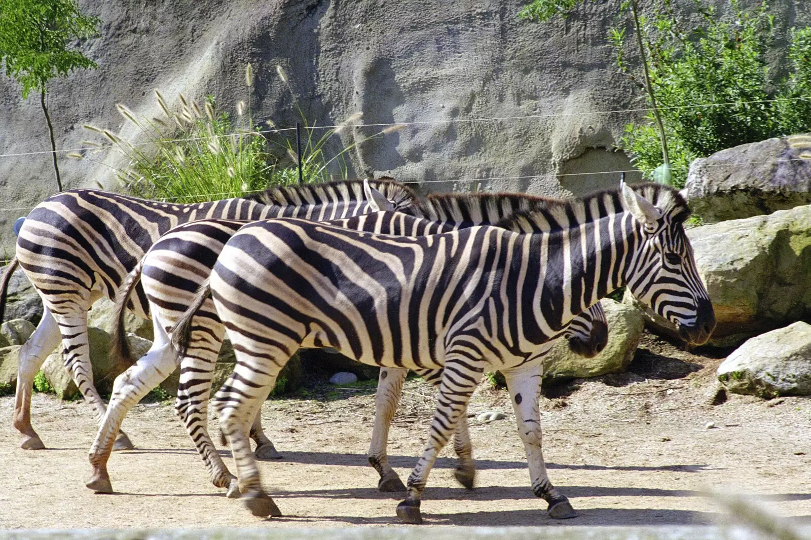 Stripey zebra, from A Trip to the Zoo, Sydney, Australia - 7th April 2000