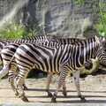 Stripey zebra, A Trip to the Zoo, Sydney, Australia - 7th April 2000