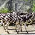 Stripey zebra, A Trip to the Zoo, Sydney, Australia - 7th April 2000