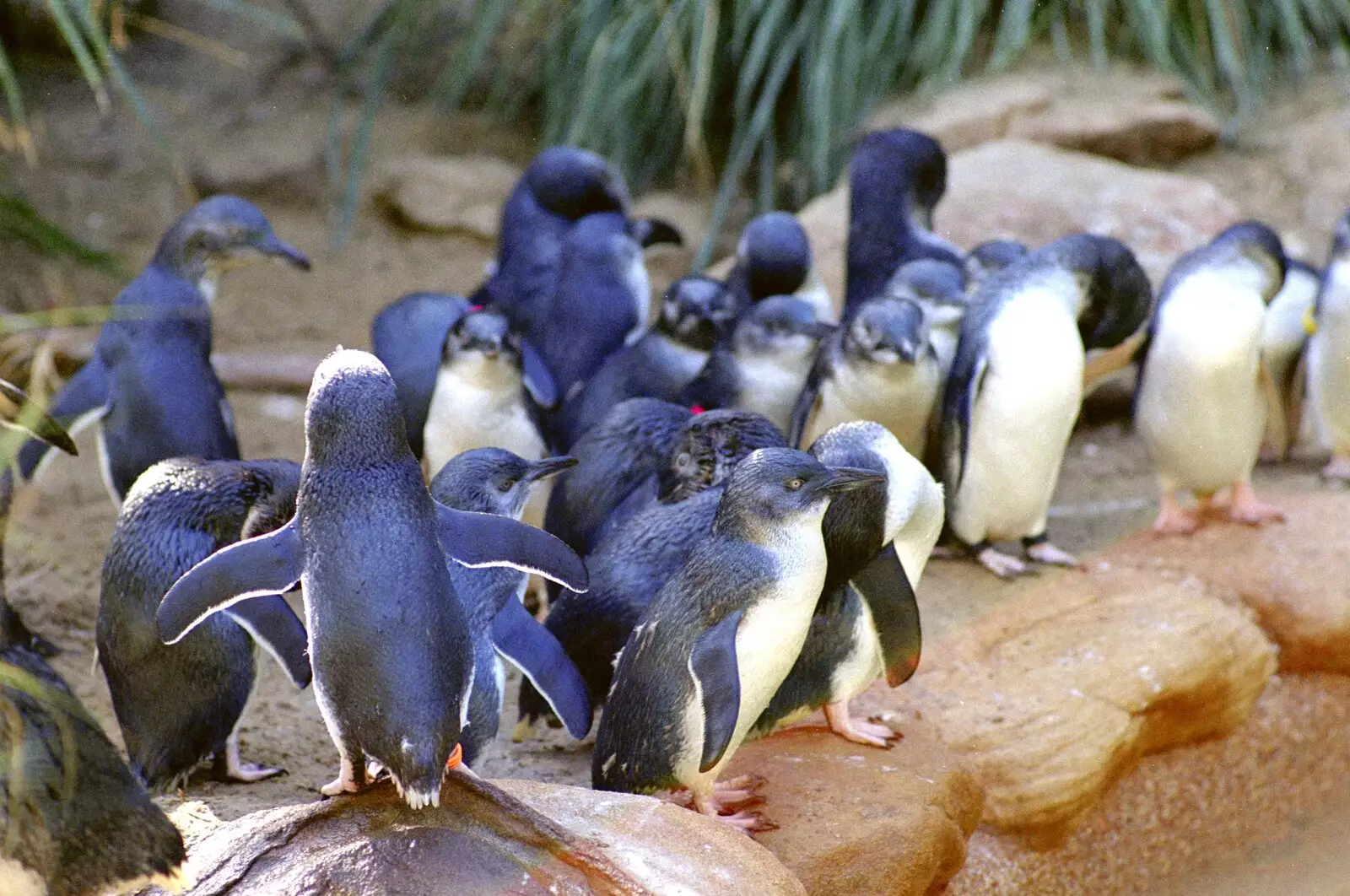 Some cute penguins, from A Trip to the Zoo, Sydney, Australia - 7th April 2000