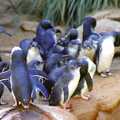 Some cute penguins, A Trip to the Zoo, Sydney, Australia - 7th April 2000