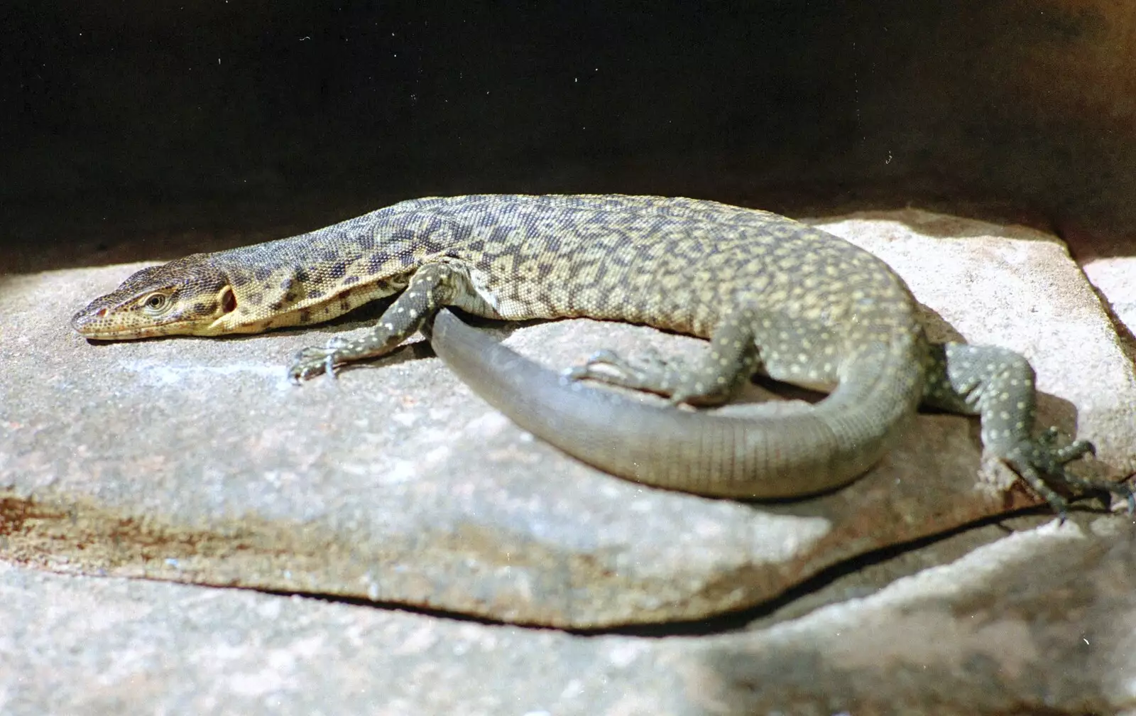 A lizard, from A Trip to the Zoo, Sydney, Australia - 7th April 2000