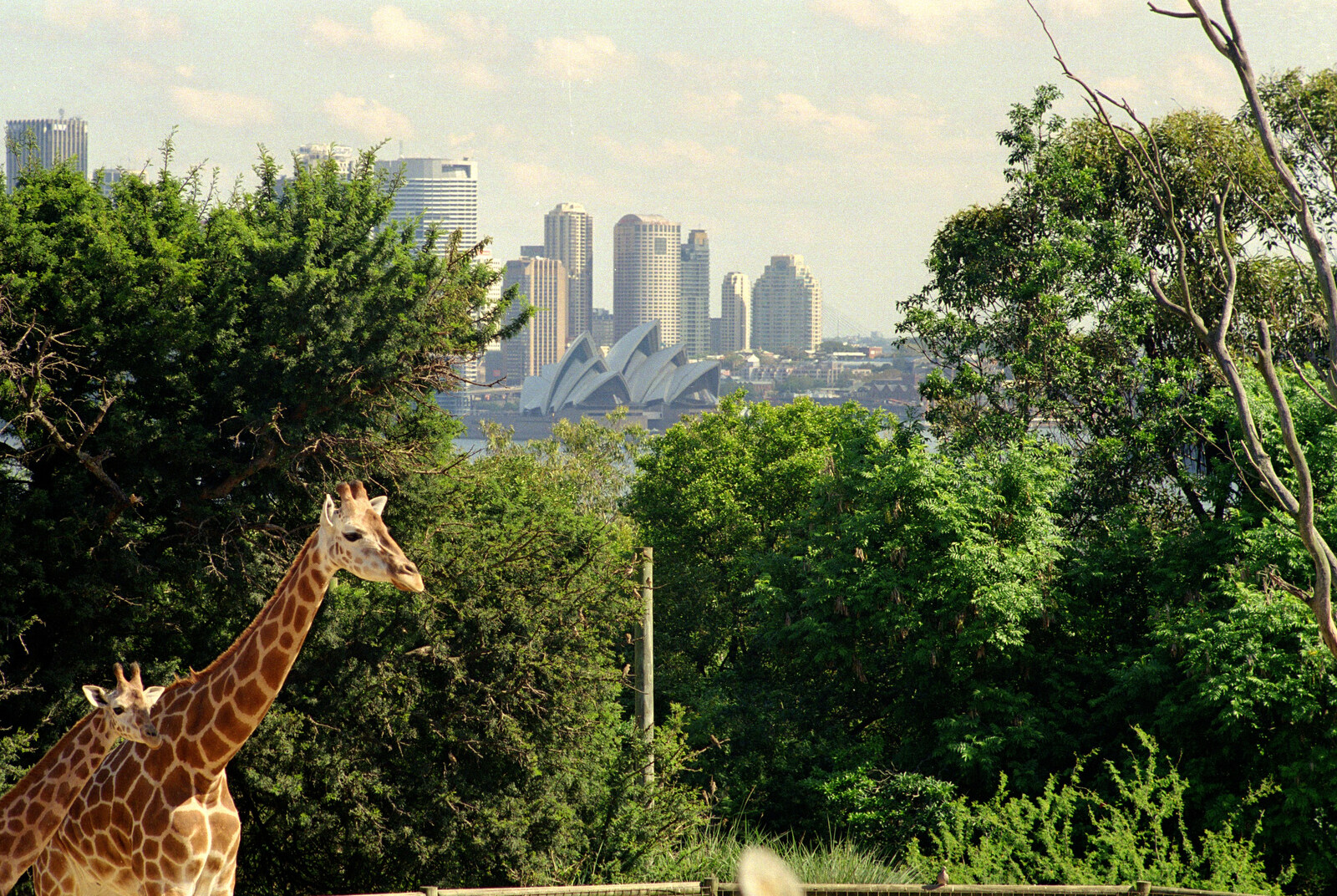 A giraffe and the Opera House from A Trip to the Zoo, Sydney, Australia - 7th April 2000