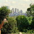 A giraffe and the Opera House, A Trip to the Zoo, Sydney, Australia - 7th April 2000