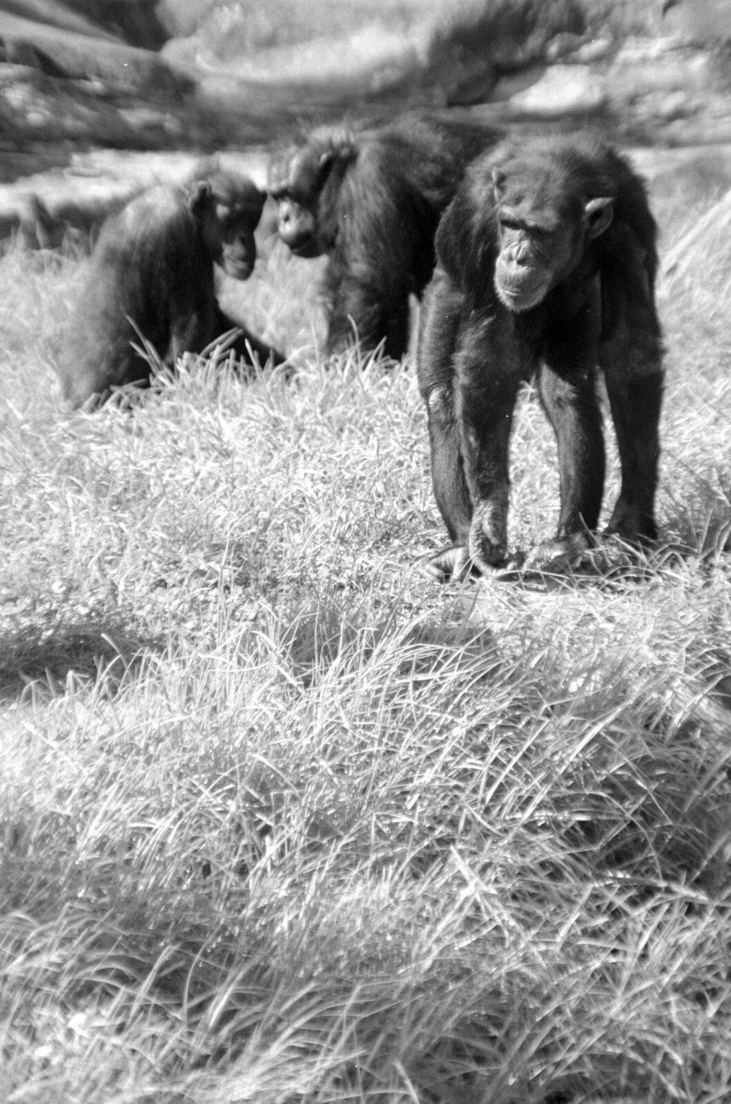 Chimpanzees roam around from A Trip to the Zoo, Sydney, Australia - 7th April 2000