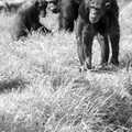 Chimpanzees roam around, A Trip to the Zoo, Sydney, Australia - 7th April 2000