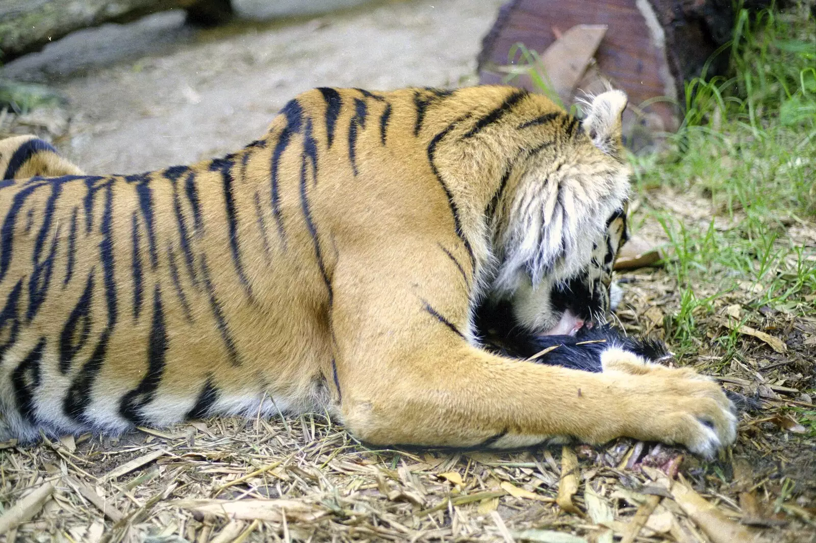 A stripey tiger gnaws on something, from A Trip to the Zoo, Sydney, Australia - 7th April 2000