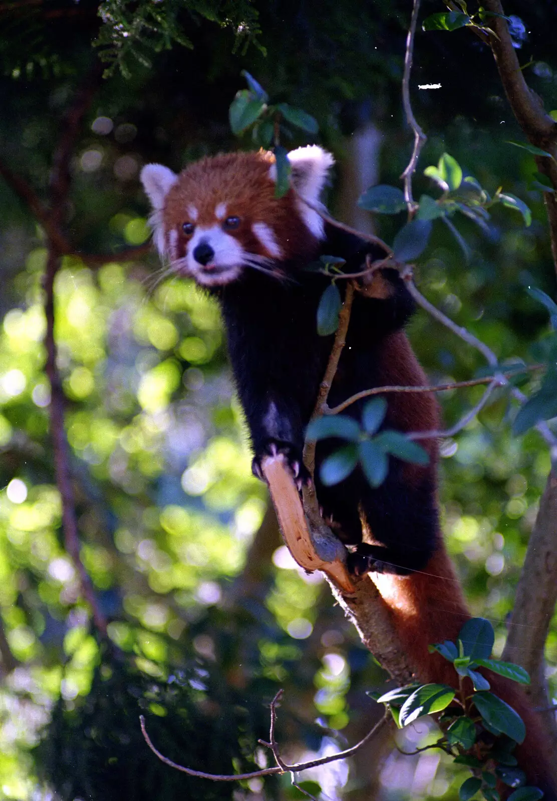 A Red Panda, or Firefox, in a tree, from A Trip to the Zoo, Sydney, Australia - 7th April 2000