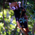 A Red Panda, or Firefox, in a tree, A Trip to the Zoo, Sydney, Australia - 7th April 2000
