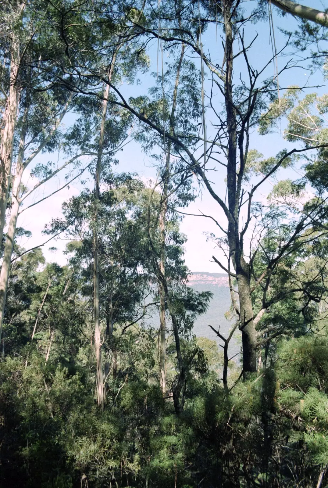 Eucalyptus trees, from A Trip to the Blue Mountains, New South Wales, Australia - 12th April 2000