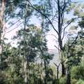 Eucalyptus trees, A Trip to the Blue Mountains, New South Wales, Australia - 12th April 2000
