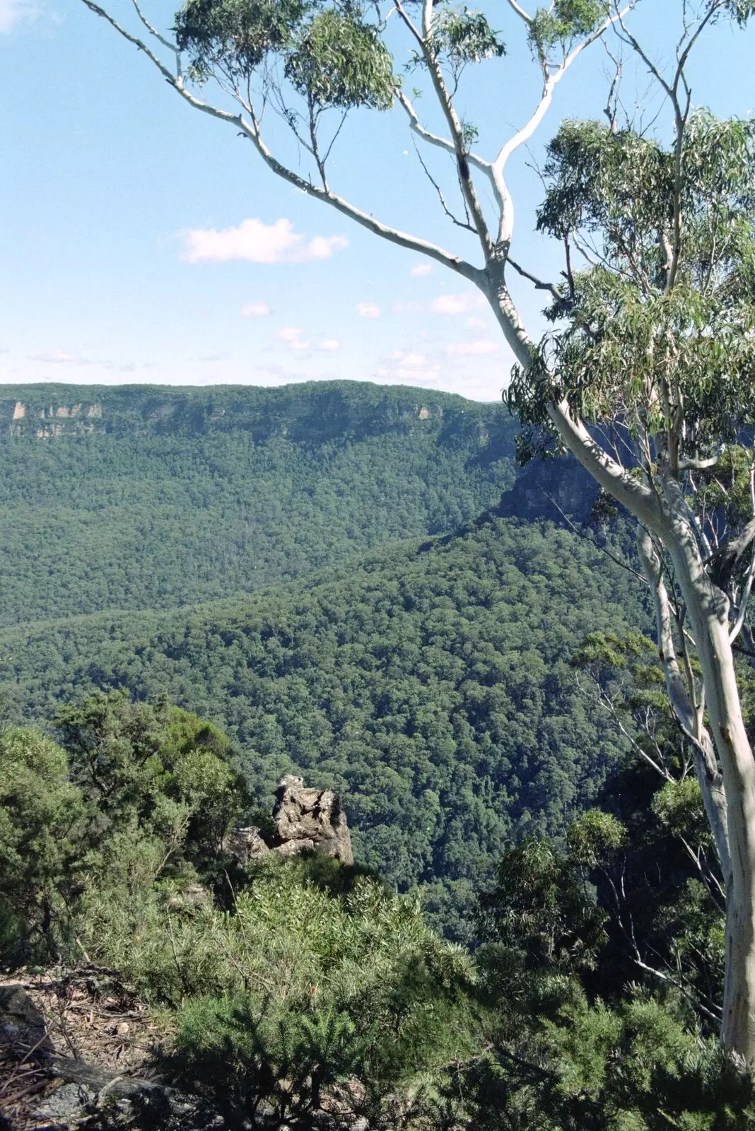 Trees everywhere, from A Trip to the Blue Mountains, New South Wales, Australia - 12th April 2000