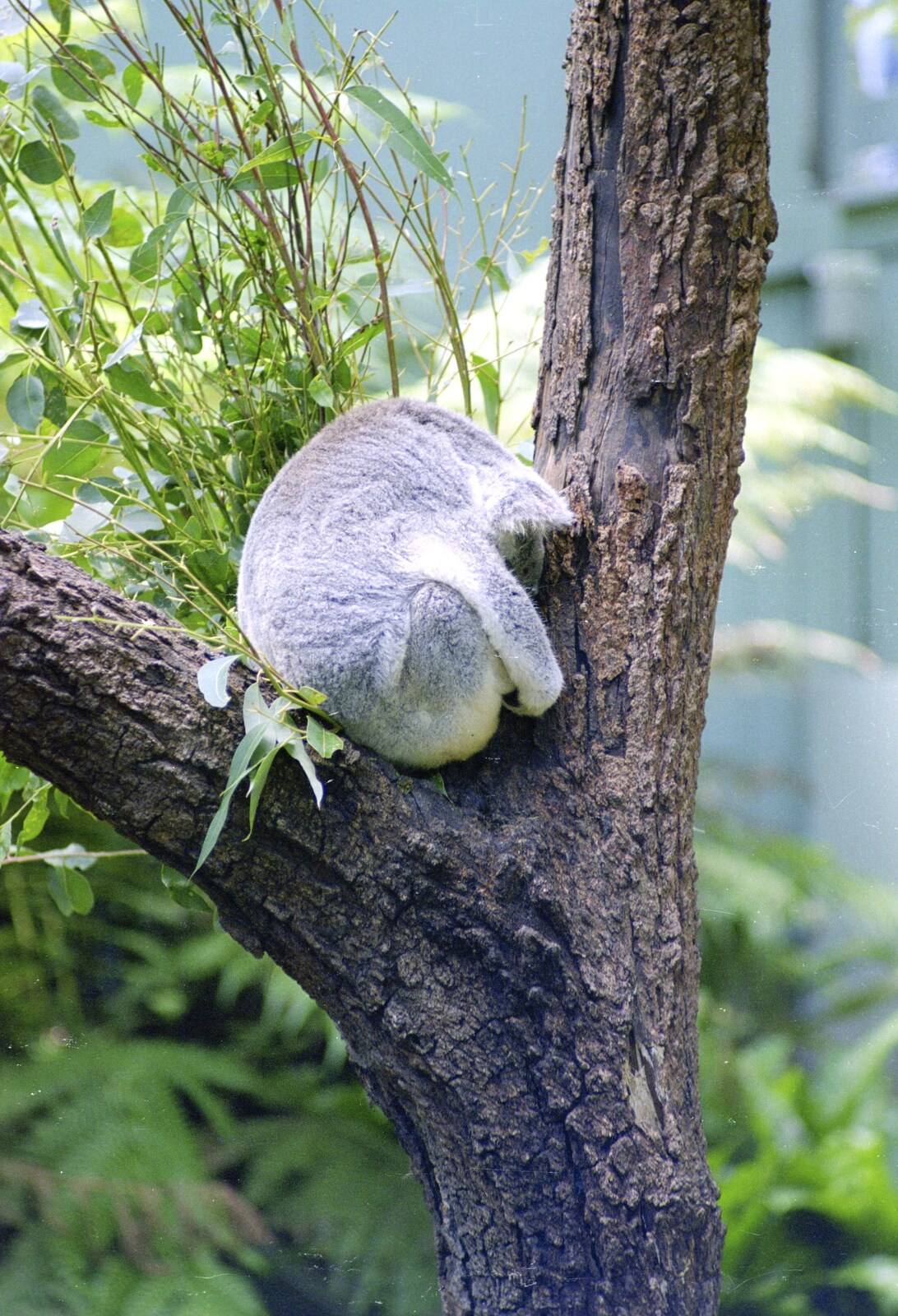 A koala's asleep in a tree from Sydney Triathlon, Sydney, Australia - 16th April 2000