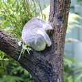 A koala's asleep in a tree, Sydney Triathlon, Sydney, Australia - 16th April 2000