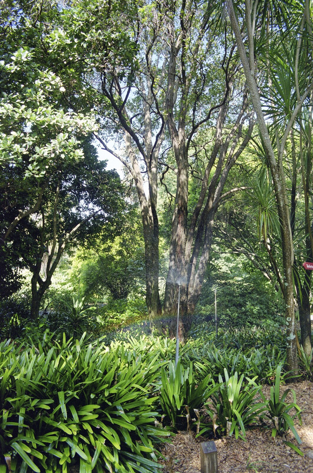 Trees in the botanical gardens from Sydney Triathlon, Sydney, Australia - 16th April 2000
