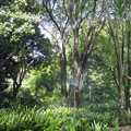 Trees in the botanical gardens, Sydney Triathlon, Sydney, Australia - 16th April 2000