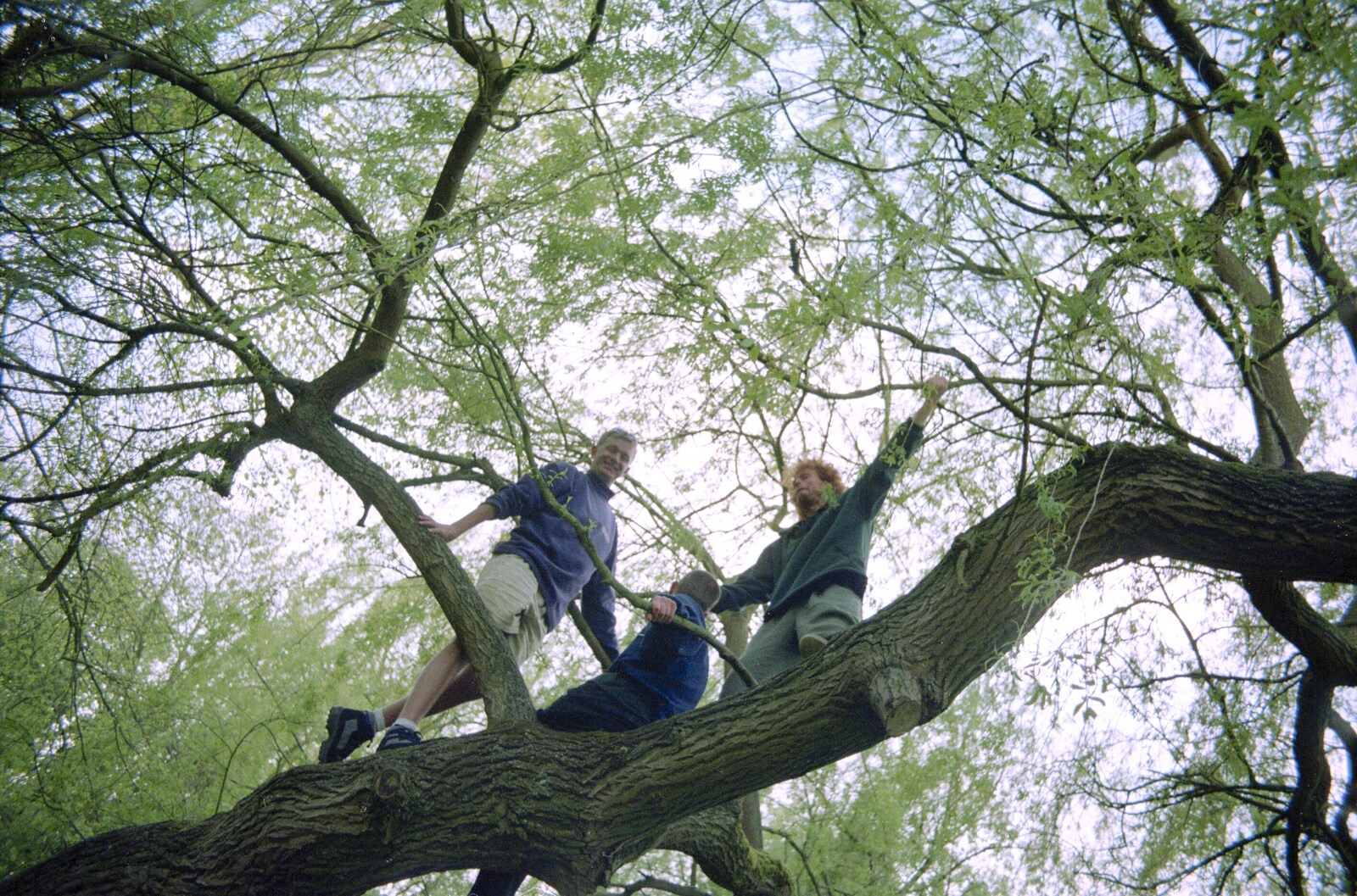 The boys up a tree from A BSCC Bike Ride, Brockdish Greyhound and Hoxne Swan, Suffolk - 4th May 2000