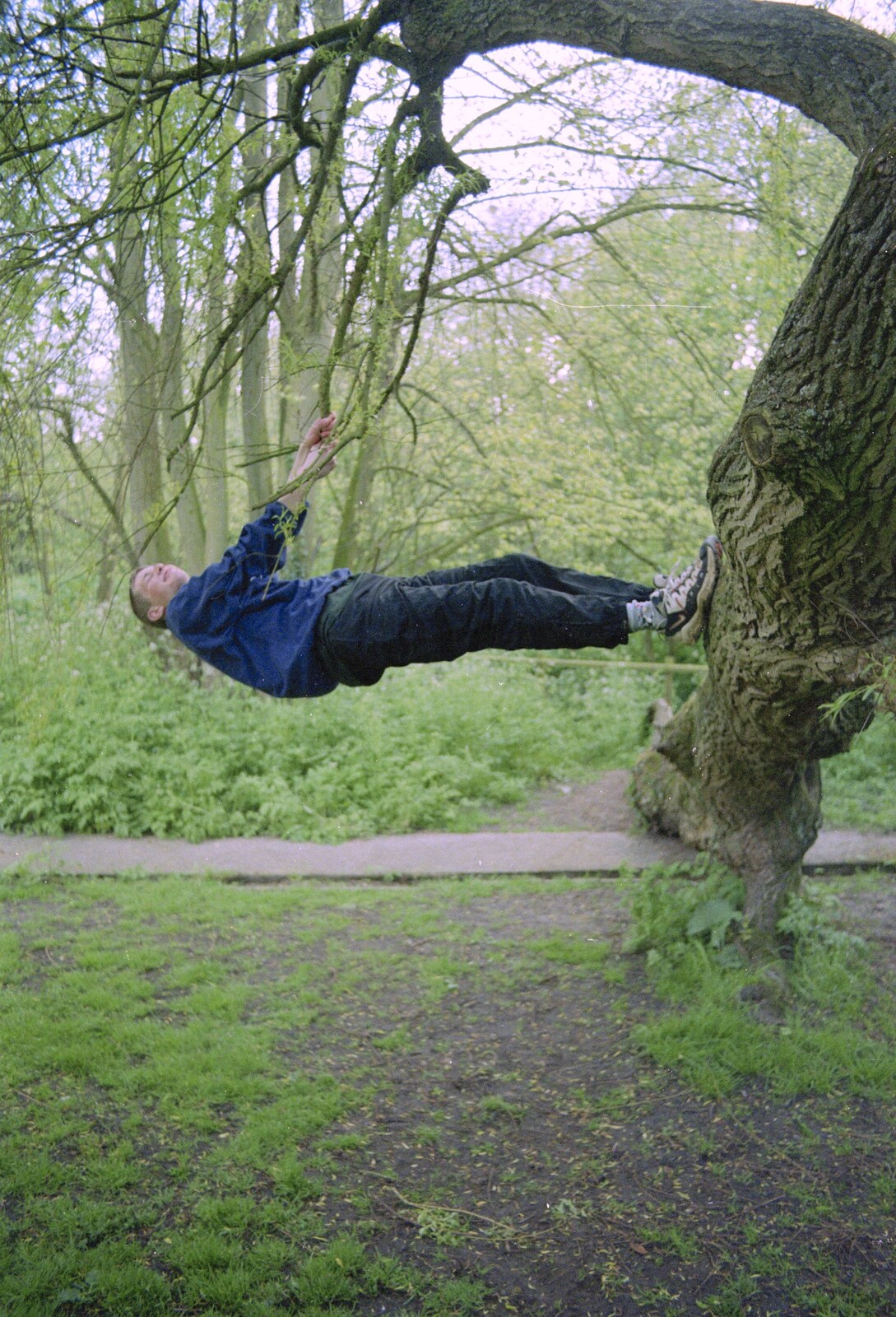 Apple hangs horizontally from a tree from A BSCC Bike Ride, Brockdish Greyhound and Hoxne Swan, Suffolk - 4th May 2000