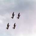 2000 Four BAe Hawks head straight up