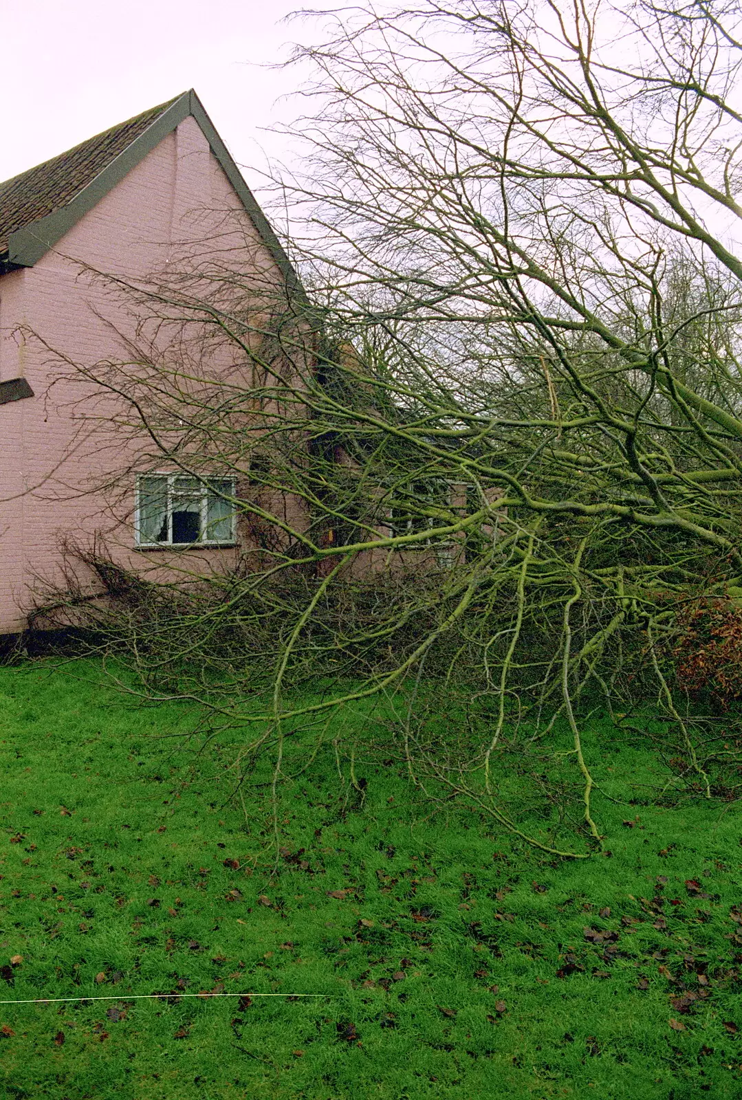 Another view of the tree, from A Fallen Tree at The Swan Inn, Brome, Suffolk - January 21st 2001