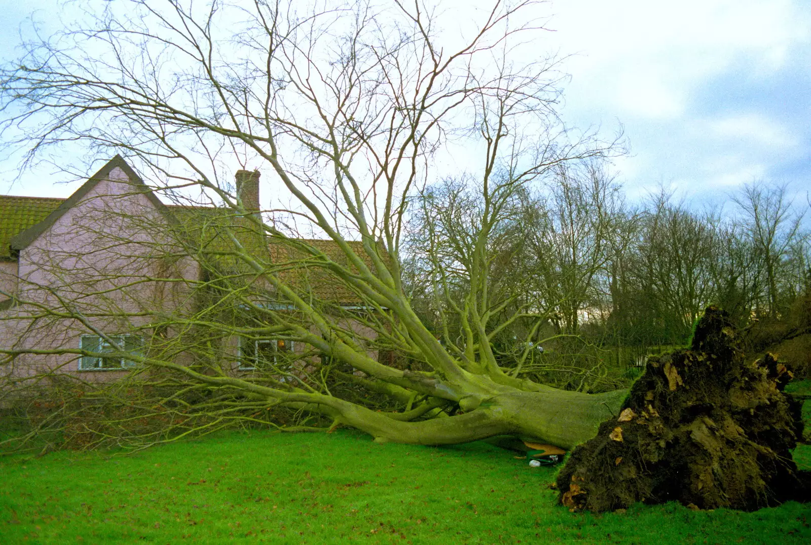 The fallen tree, from A Fallen Tree at The Swan Inn, Brome, Suffolk - January 21st 2001