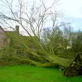 The fallen tree, A Fallen Tree at The Swan Inn, Brome, Suffolk - January 21st 2001