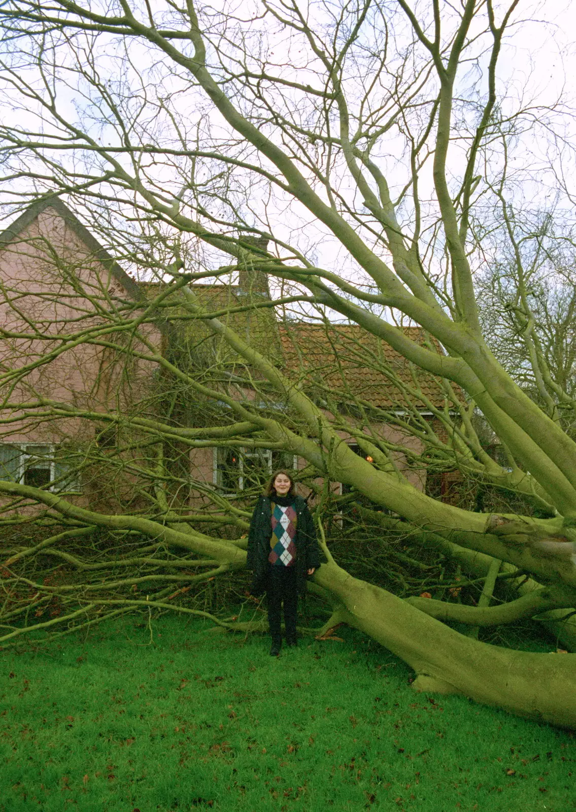 Claire stands next to the tree, for scale, from A Fallen Tree at The Swan Inn, Brome, Suffolk - January 21st 2001