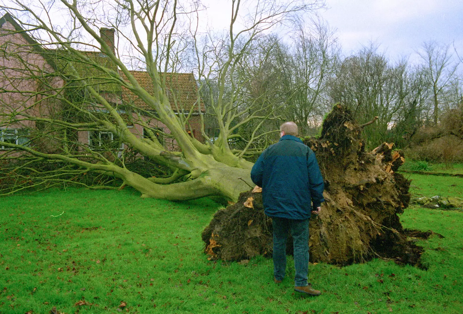 Ian inspects the stump, from A Fallen Tree at The Swan Inn, Brome, Suffolk - January 21st 2001