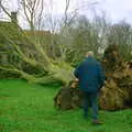 Ian inspects the stump, A Fallen Tree at The Swan Inn, Brome, Suffolk - January 21st 2001