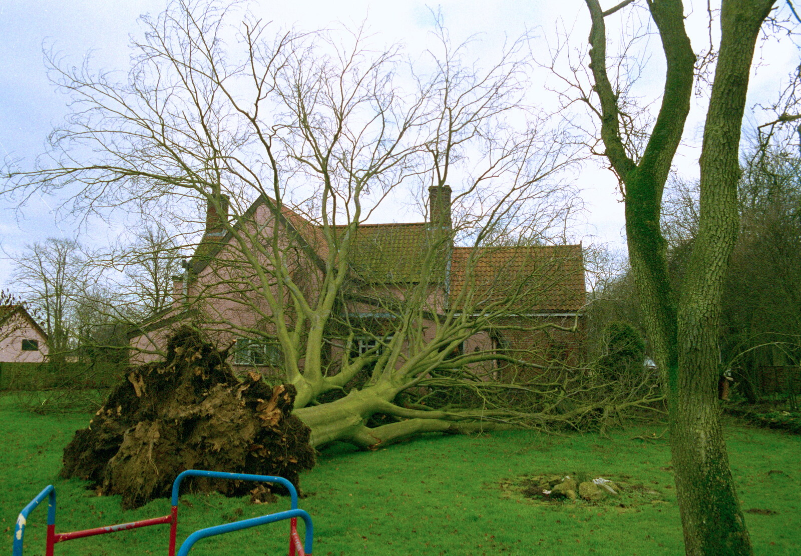 A Fallen Tree at The Swan, Brome, Suffolk - January 21st 2001: A view of the tree and stump from the back garden